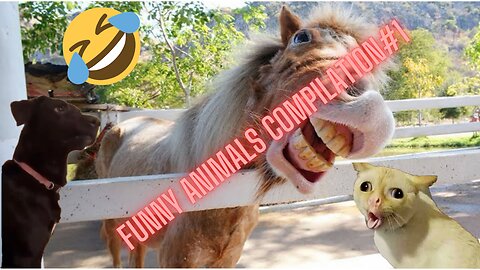 Funny Animals Compilation 1