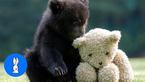 Mother Bear and Cub Share Tender Moments"
