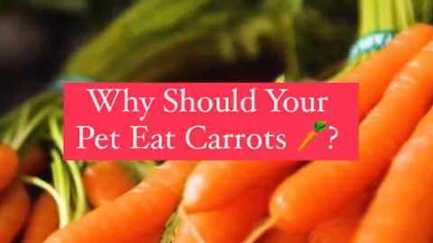Why should your dog eat carrot 🥕