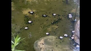 Tadpoles Going Tubing at the Lake