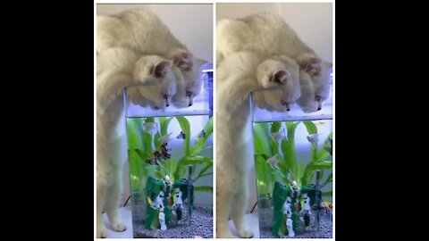 Mommy Cat And Kitten Licking Water From The Aquarium.