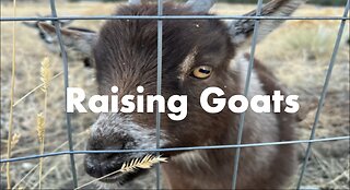 Raising Goats