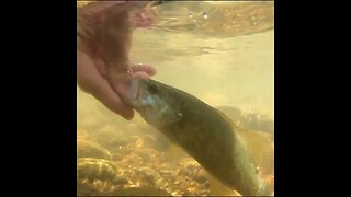 Smallmouth Bass Catch