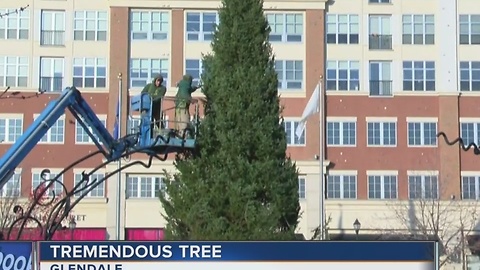 Bayshore Town Center welcomes Christmas Tree