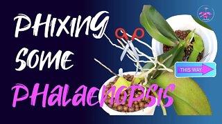 Staking Phalaenopsis | Chat about AERIAL ROOTS to cut or not to cut WHY? | Orchid Care for Beginners