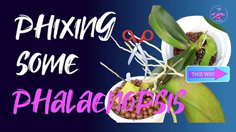 Staking Phalaenopsis | Chat about AERIAL ROOTS to cut or not to cut WHY? | Orchid Care for Beginners