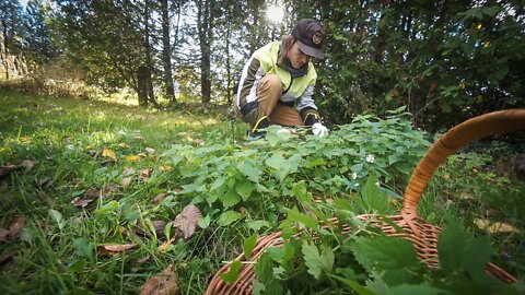 how to Pick and Dry stinging nettles without getting stung