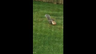 Squirrel buries bagel in my yard