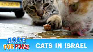 Please help the cats of the Holy Land and watch until the end.