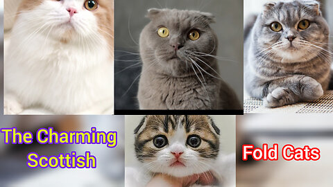 The Charming Scottish Fold Cats 😺