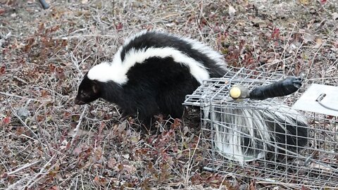 Releasing skunk from live trap