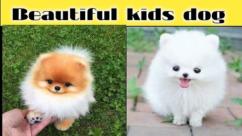 Beautiful kids dog