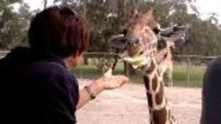 Giraffe Ranch - An Amazing Safari Experience