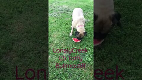 Dog eating watermelon