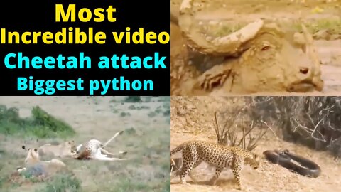 Must Increadible Wild life Documentary 2022 cheetah hunting snakes ||@Wild Animals