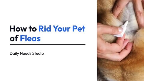Fleas: How to Get Them Off Your Pet | Daily Needs Studio