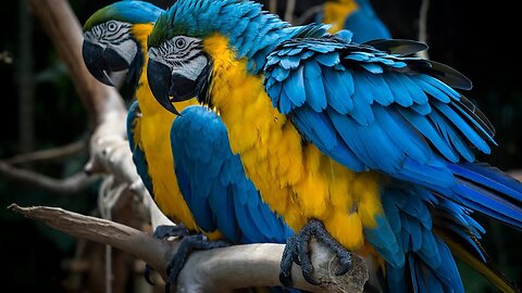 Blue HYACINTH PARROT-gets SWARMED-with-STARES from-Customers in PETCO!