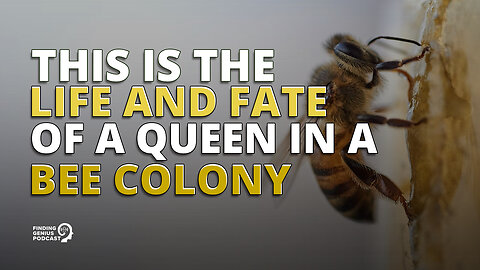 This Is the Life and Fate of a Queen in a Bee Colony