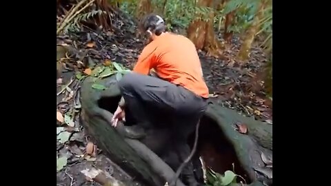 Inside a thousand year old tree