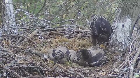 Hays Bald Eagles Mom brings a possible practice log into the nest 2022 04 26 10:15am