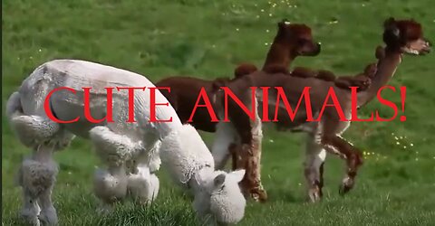 10 Cutest Animals in the World | Cute Animals Video Compilation #1