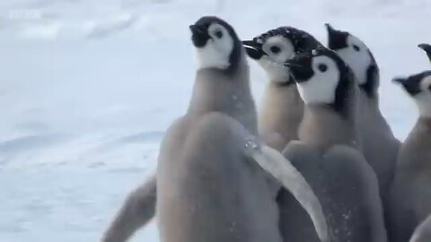 penguin 🐧 chick rescued 🐥 by unlikely hero