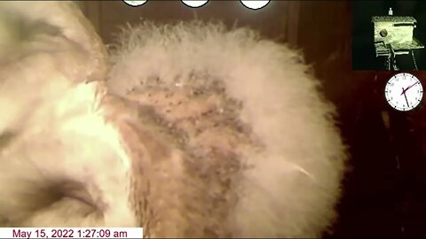 Allopreening Owlets 5-15-22