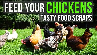 Feeding Food Scraps to Chickens (FOODS THEY LOVE!)