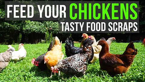 Feeding Food Scraps to Chickens (FOODS THEY LOVE!)