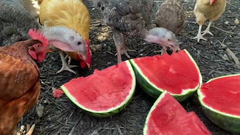 Turkeys and Chickens Eating a Watermelon