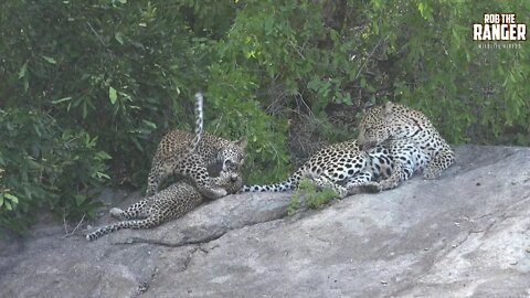 Watching Leopards - Part 3: Playtime On A Rock