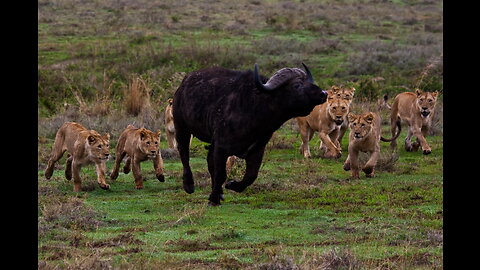 Lion stalks The Leader Buffalo To Bite But Unexpectedly Was Strike Back St