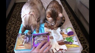 Pet Treater Monthly Mystery Bag for Cats Review - December 2020
