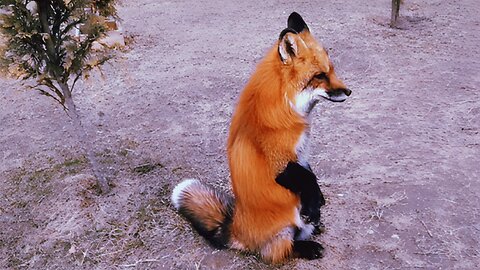 🦊🥰LisYasha welcomes guests LisYasha~ Very funny 🦊