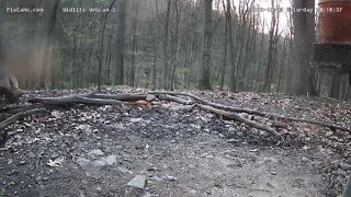 Turkeys fly up to roost in the trees