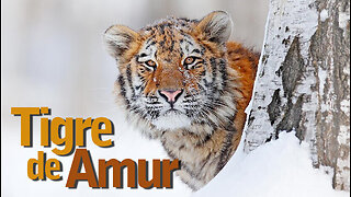 Tigre de Amur | Amur Tiger | Jornalismo Verdade