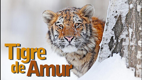 Tigre de Amur | Amur Tiger | Jornalismo Verdade