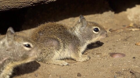 CatTV: baby squirrels teenage years