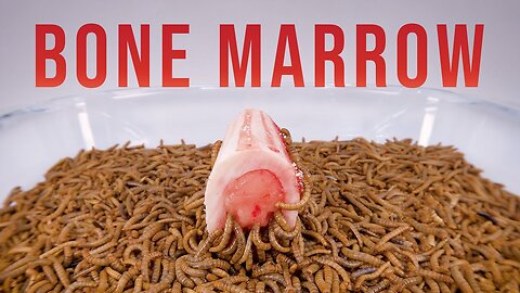 10 000 Mealworms vs. BONE MARROW