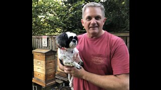 How to make fondant (emergency food) for honeybees.