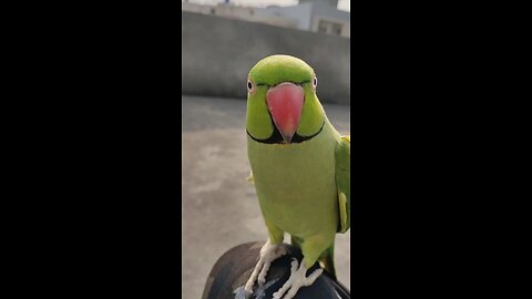 sardiyo main hum dhoop sekne ke liye suraj ko doondte hain #funny #cute #viral #fun #funnyanimals