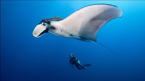 GIANT stingRay give birth