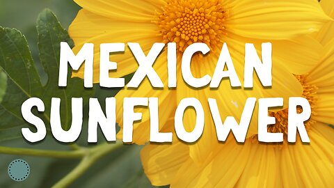 How to Grow ~ Mexican Sunflower (Tithonia diversifolia)