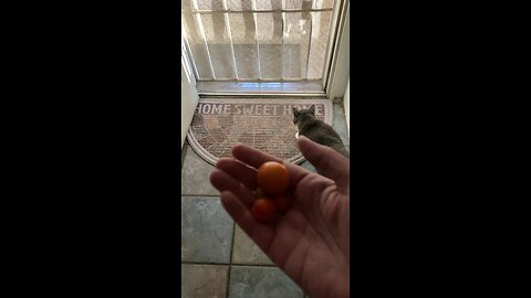 First tomatoes of the year