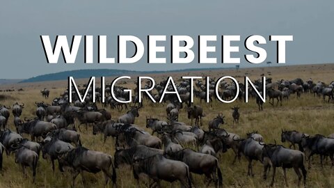Great Wildebeest Migration | Guide to Spot Them!
