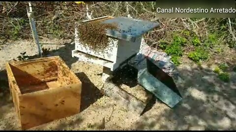 Tranferrencia e mudança de caixa das abelhas apis