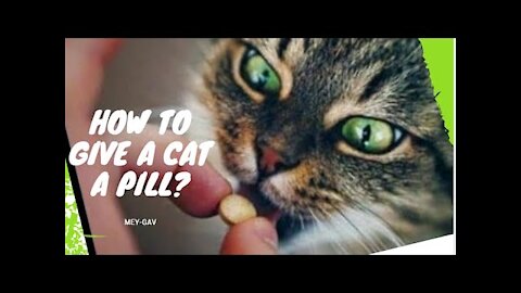 How to give a cat a pill? How to give pills to cats correctly?