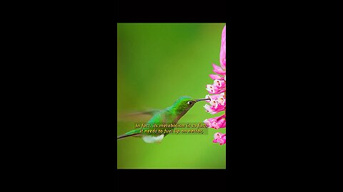 Racket tailed humming bird