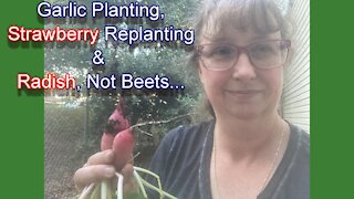 Garlic Planting, Strawberry Replanting & Radish, Not Beets
