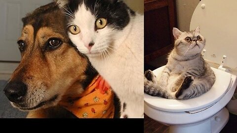 Cat vs. Dog: Hilarious Comedy Battle!